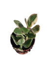 Crassula Obliqua Jade Variegata, Planta Suculenta Da Sorte, 8cm De Diâmetro