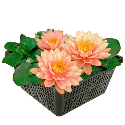 Nymphaea Iryna Nenúfar Estanque - Floración - Resistente - Con Cesta_0