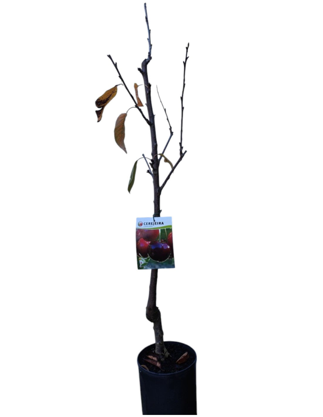 Frutal Cerezo Sumburst Maceta 140 Cm_0