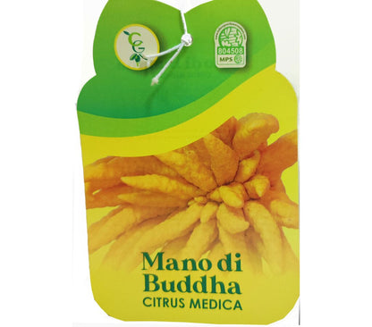 Limón Mano De Buda M21 70-90cm_1