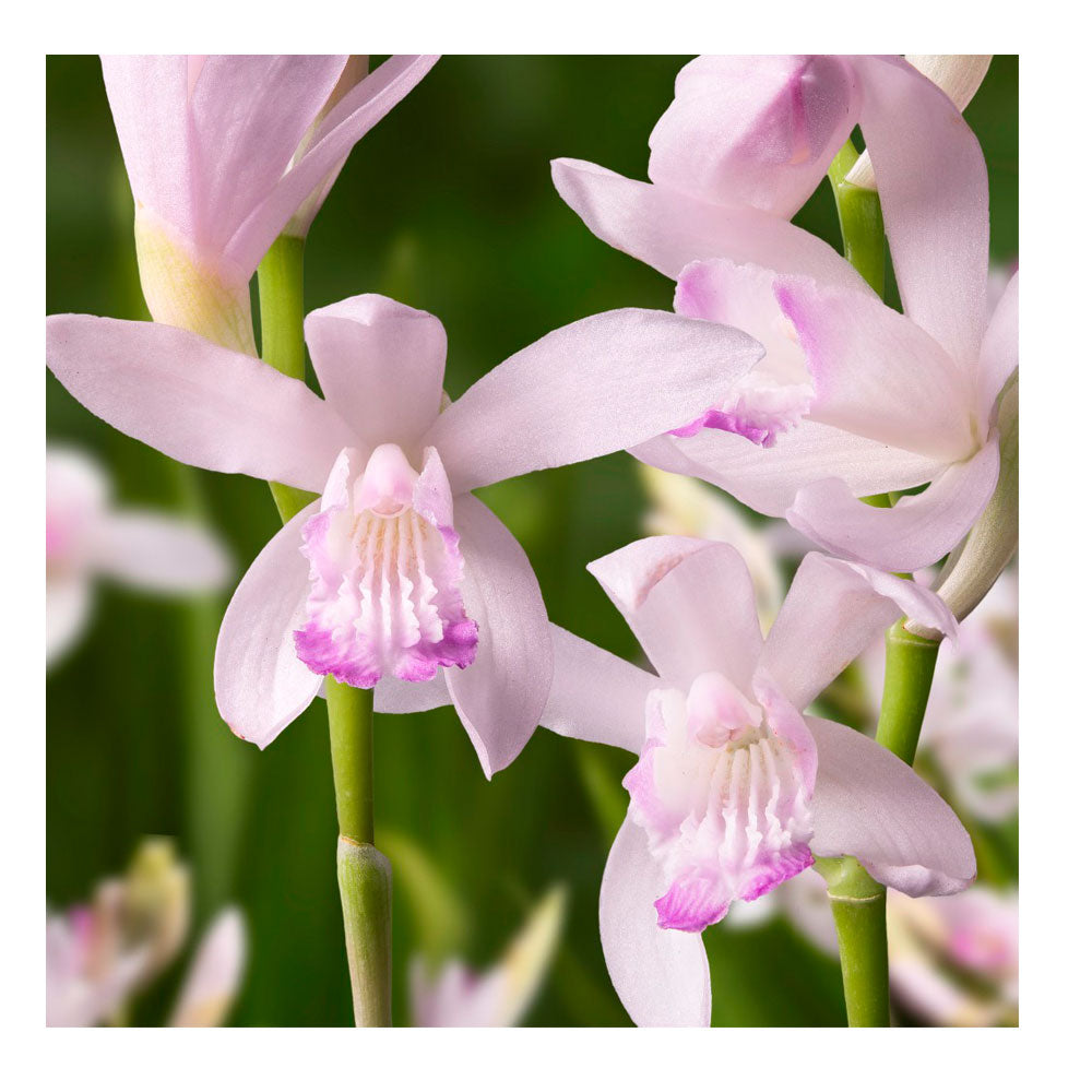 1 Bulbo Bletilla Striata 'sweet  Lips' Orquidea_0