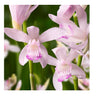1 Bolbo Bletilla Striata 'lábios Doces' Orquidea