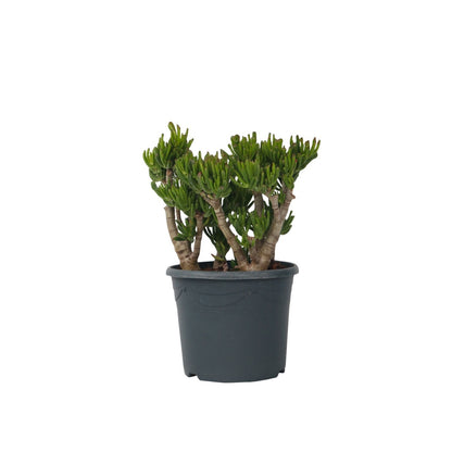 Árbol De Jade - Crassula Ovata 'hobbit' - Altura 55-60cm - ⌀30cm_0