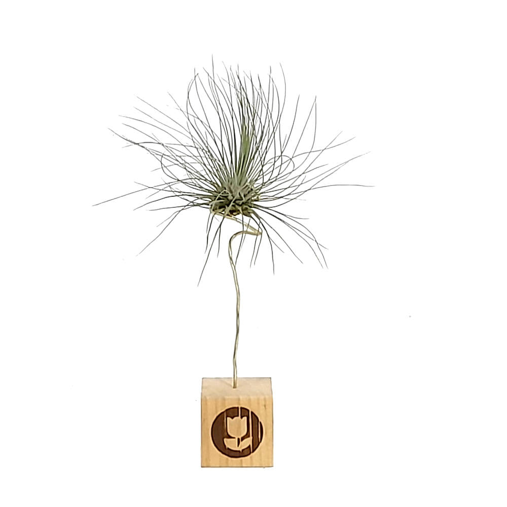 Tillandsia Guchsii F.gracilis 10cm Alto X 8cm Ancho_1