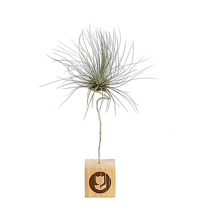Tillandsia Guchsii F.gracilis 10cm Alto X 8cm Ancho_1