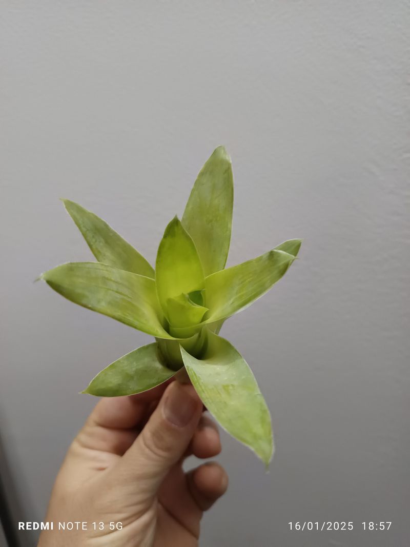 Catopsis Morreana Plantabromelia Interior Terrario_0