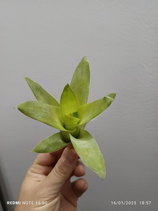 Catopsis Morreana Plantabromelia Interior Terrario_0