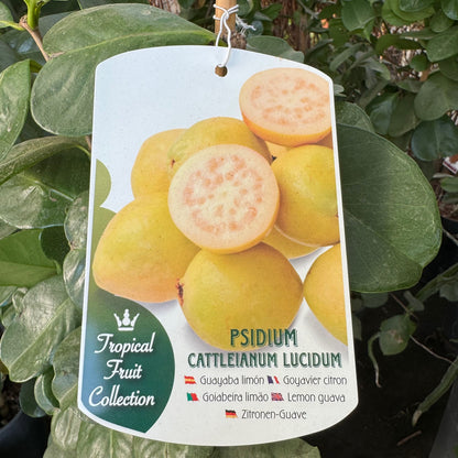 Guayaba Limón - Árbol Frutal Tropical - Maceta Tubo - Altura Total Aprox. 1m._0