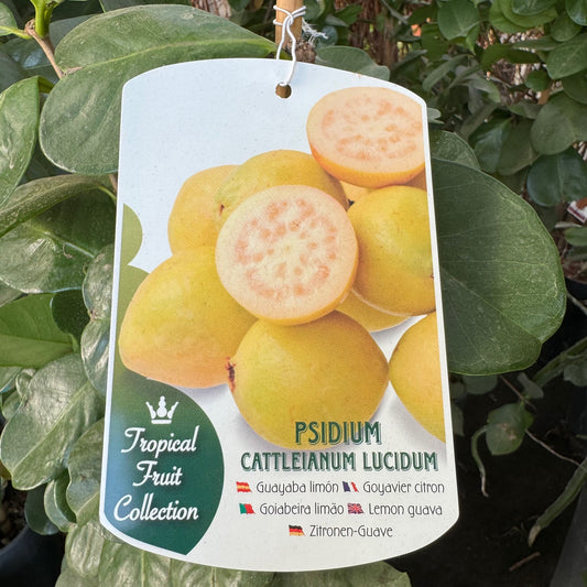 Guayaba Limón - Árbol Frutal Tropical - Maceta Tubo - Altura Total Aprox. 1m._0