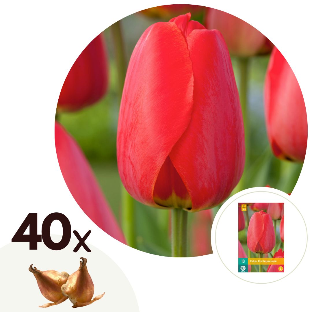 Bulbos De Tulipán - 40 Pzs - Tulipa 'red Impression' - Bulbos De Flores - Rojo_0