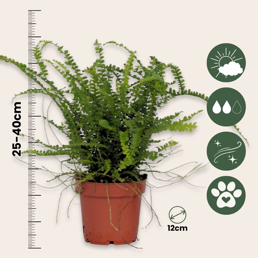 Helecho Espada - 2 Pzs - Nephrolepis 'duffii' - Altura 25-40cm - ⌀12cm_2