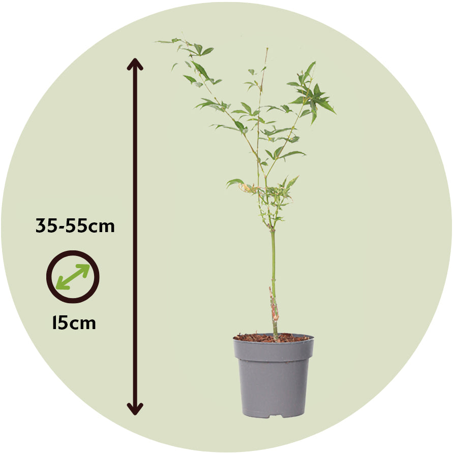 Arce Japonés - 2 Pzs - Acer Palmatum 'ukigumo' - Altura 35-55cm - ⌀15cm_2