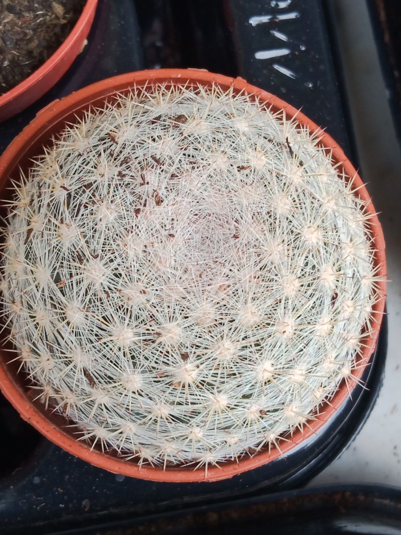 Mammillaria Lenta Cactus Ø5 Cm Planta De Sol_0