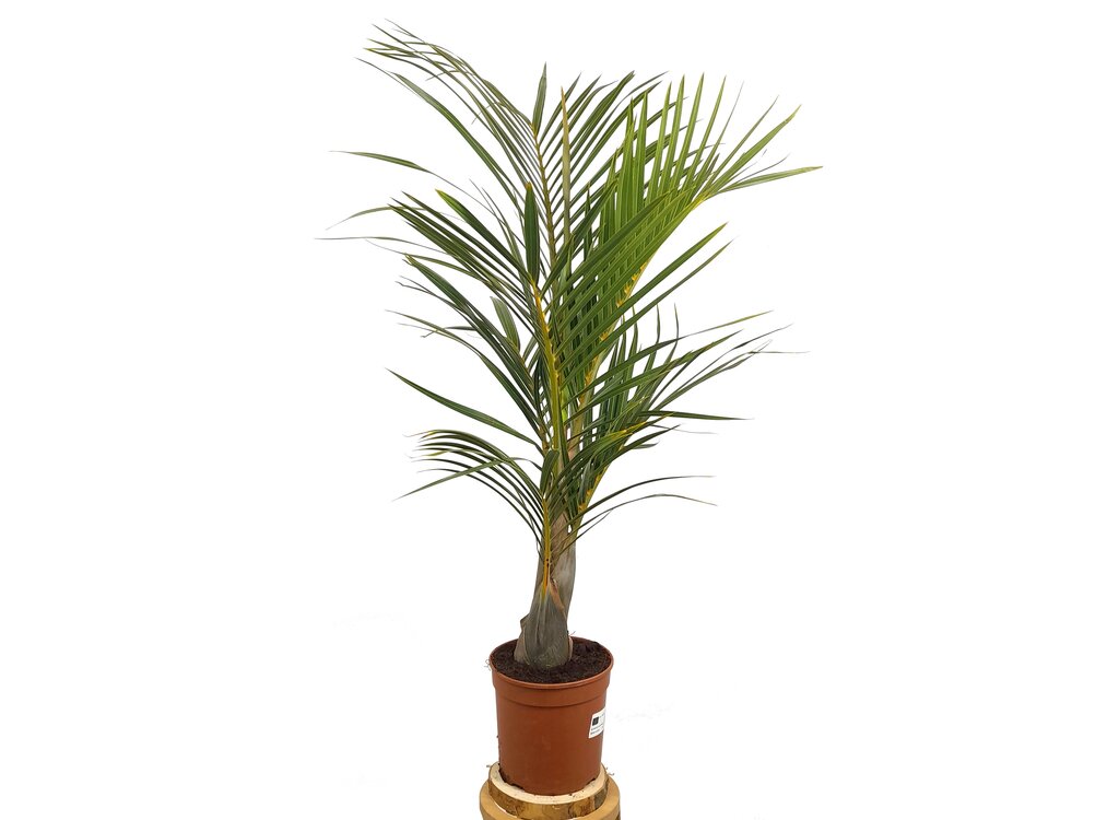 Mascarena Verschaffelti M21 100cm_0