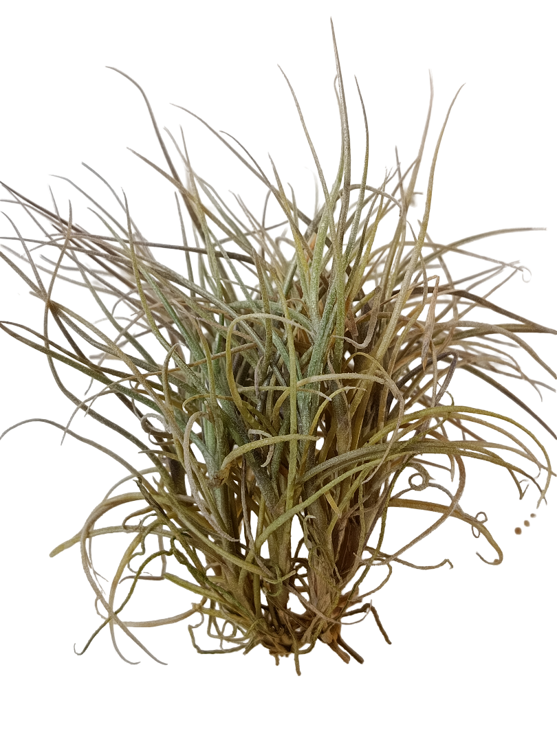 Tillandsia Recurvata Planta Natural Clavel Del Aire_0