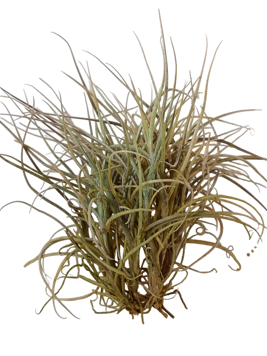 Tillandsia Recurvata Planta Natural Clavel Del Aire_0