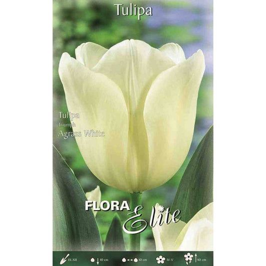 Bolbos Tulipa Branca Darwin Elite 10 unidades