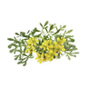 Rue Seedling 6 unidades Faixa Tradicional
