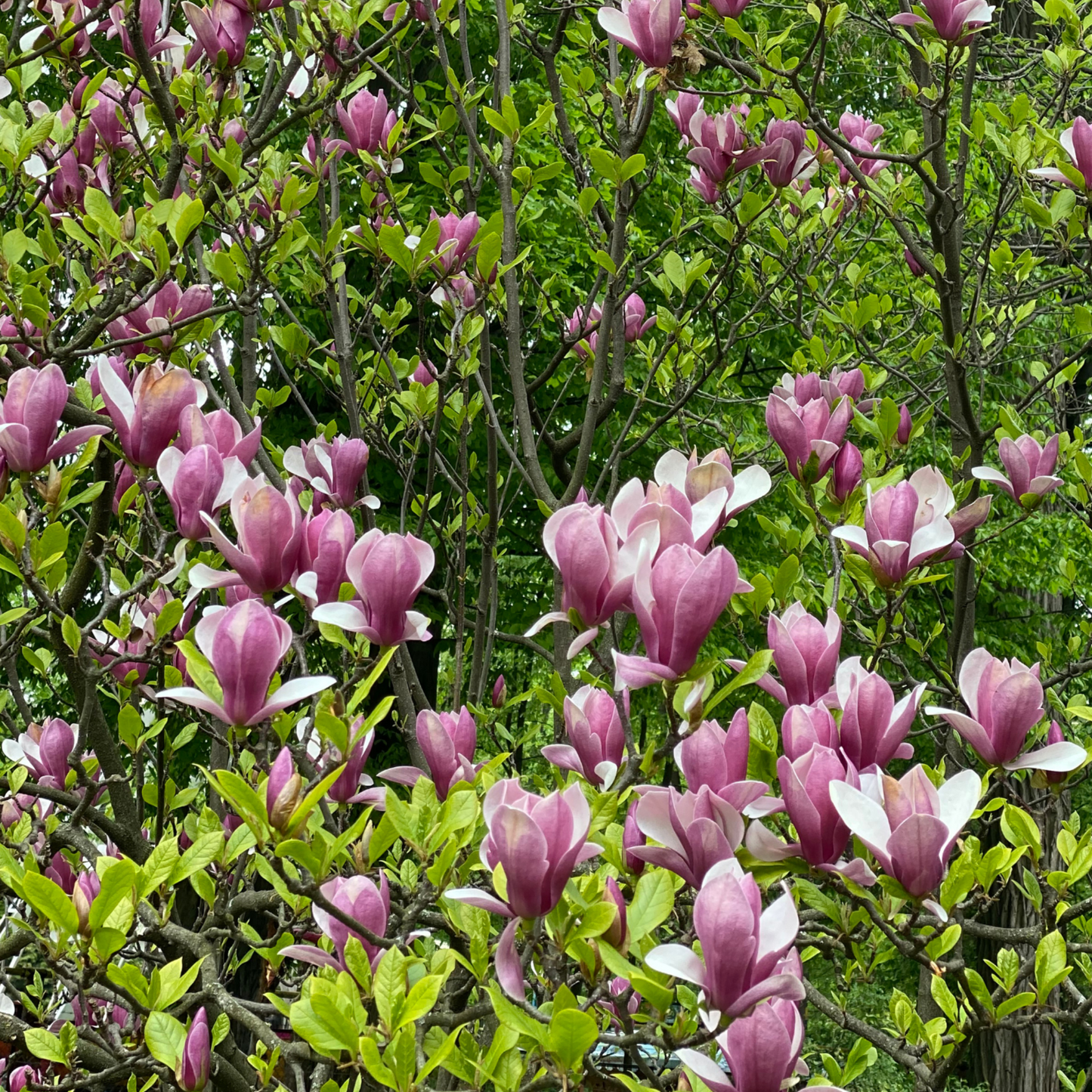Magnolia De Hoja Caduca - 3 Pzs - Magnolia 'susan' - Altura 25-40cm - ⌀9cm_1