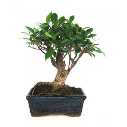 Ficus retusa bonsai 5 anos