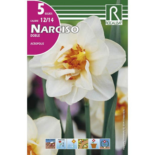 Bolbo duplo de narciso Acrópole centro branco laranja 5 peças Rocalba