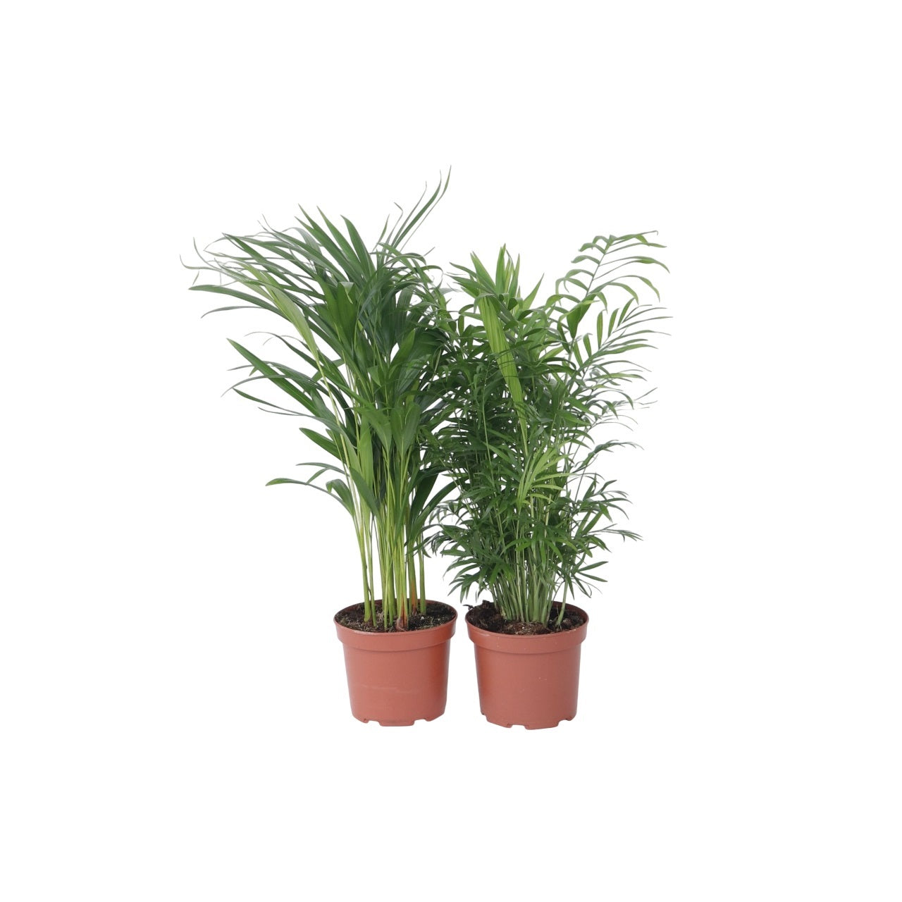 Mezcla De Palmeras - 2 Pzs - Chamaedorea Dypsis - Altura 50-70cm - ⌀17cm_0