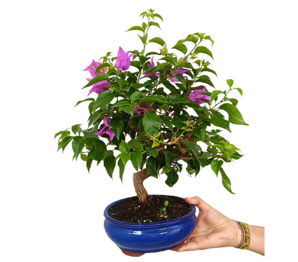 Bonsái Bouganvillea 14 Años_1