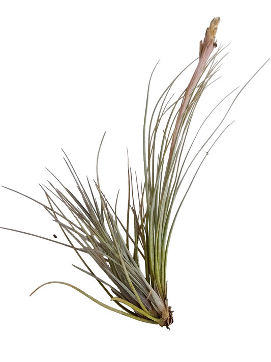 Tillandsia Bartrami Planta Natural Clavel Del Aire 5-7 Cms_0