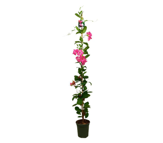 Dipladenia Cosmos Rosa M21 160-180cm (mandevilla)_0
