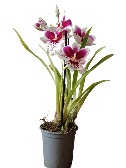 Orquidea Miltinopsis De Color Surtido Ø9 - 45 Cm  Sin Flor Activa_0