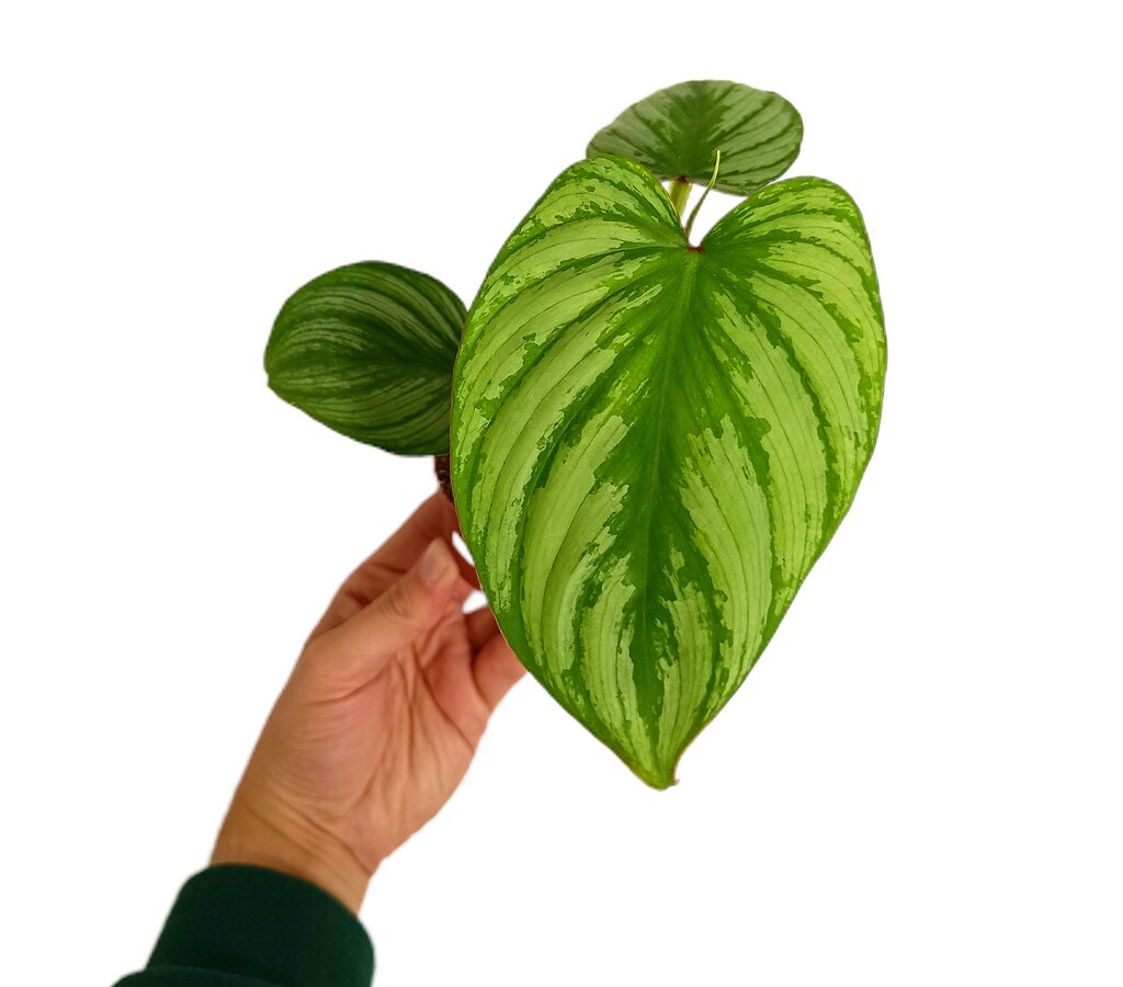 Philodendron Sodiroii | Maceta 7cm | Planta Tropical Natural_0