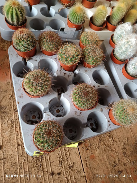 Planta Cactus Mammillaria Guinsa Maru Ø5 Cm_0