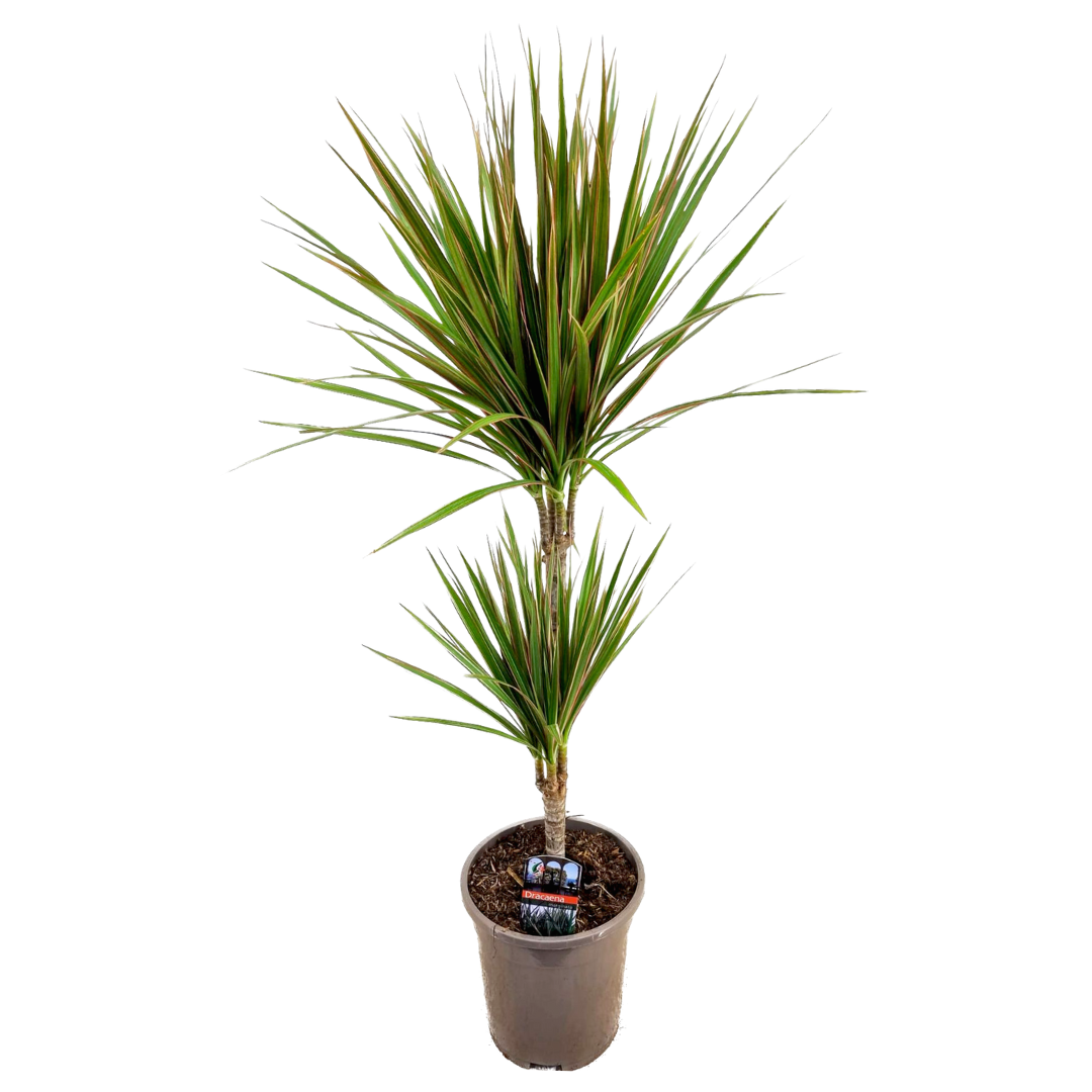 Drácena - Dracaena Marginata 'bicolor' - Altura 70-80cm - ⌀17cm_0