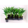 Palmeira de interior Areca Dypsis Ø10 - 1 Und