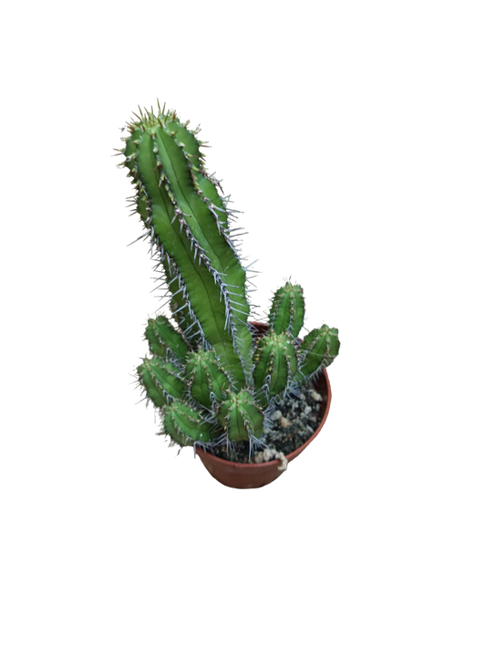 Euphorbia Echinopsis Planta Suculenta Ø8_0