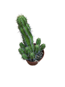 Euphorbia Echinopsis Suculenta Ø8