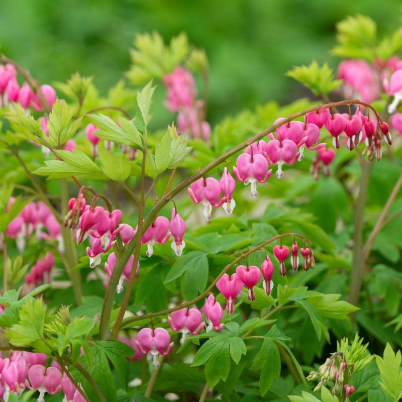 1 Bulbo Dicentra Spectabilis Planta De Flor_0