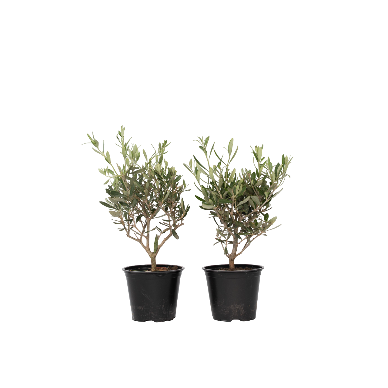 Olivo - 2 Pzs - Olea Europaea - Altura 25-40cm - ⌀14cm_0