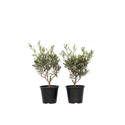Olivo - 2 Pzs - Olea Europaea - Altura 25-40cm - ⌀14cm_0