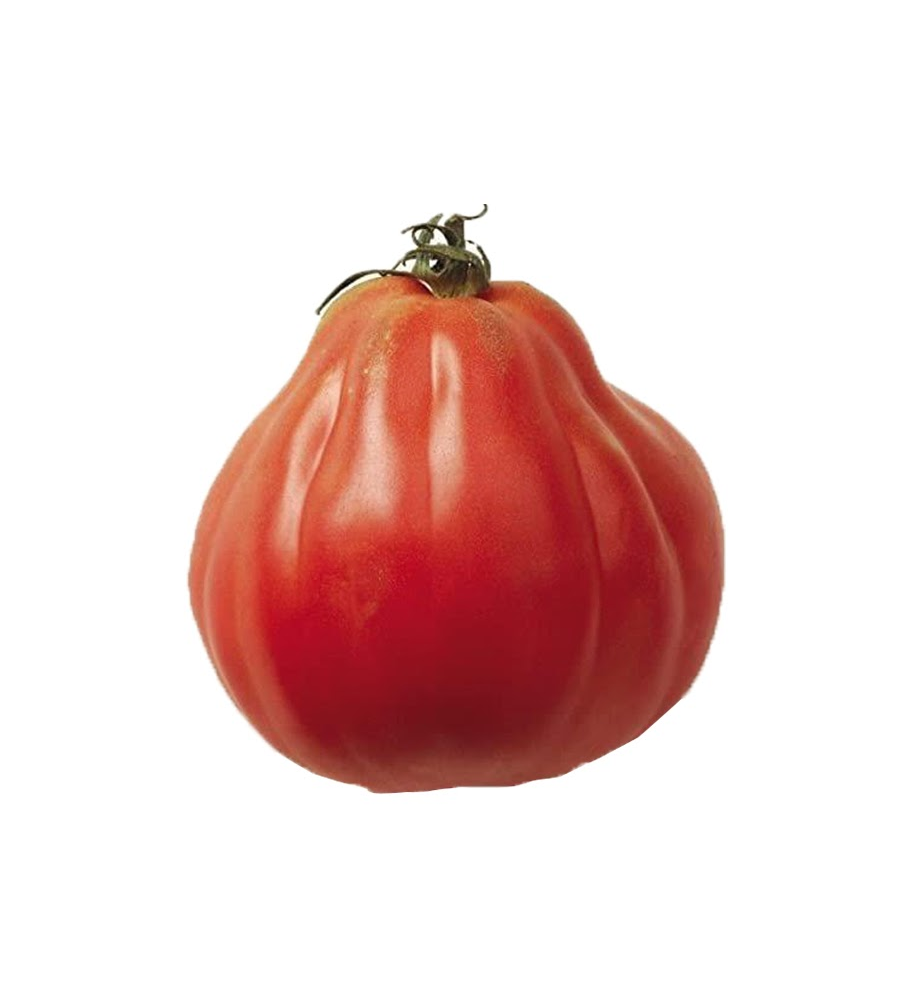 Plantón Tomate Mata-corazón De Buey (10 Unidades)_0