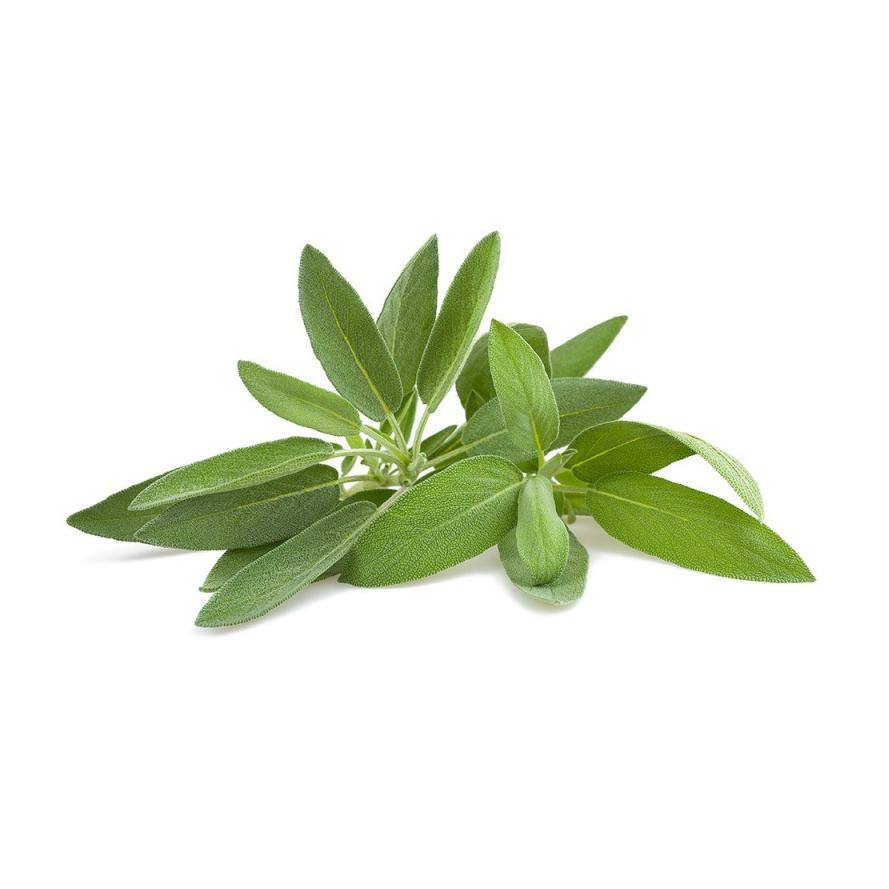 Mudas de Salva, 6 unidades, Linha Tradicional