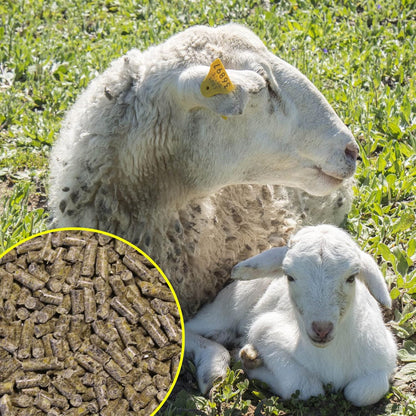 Pienso ECOLÓGICO para Corderos 20kg - Alimentación Natural y Nutritiva Pienso para Corderos con Ingredientes de Calidad_3