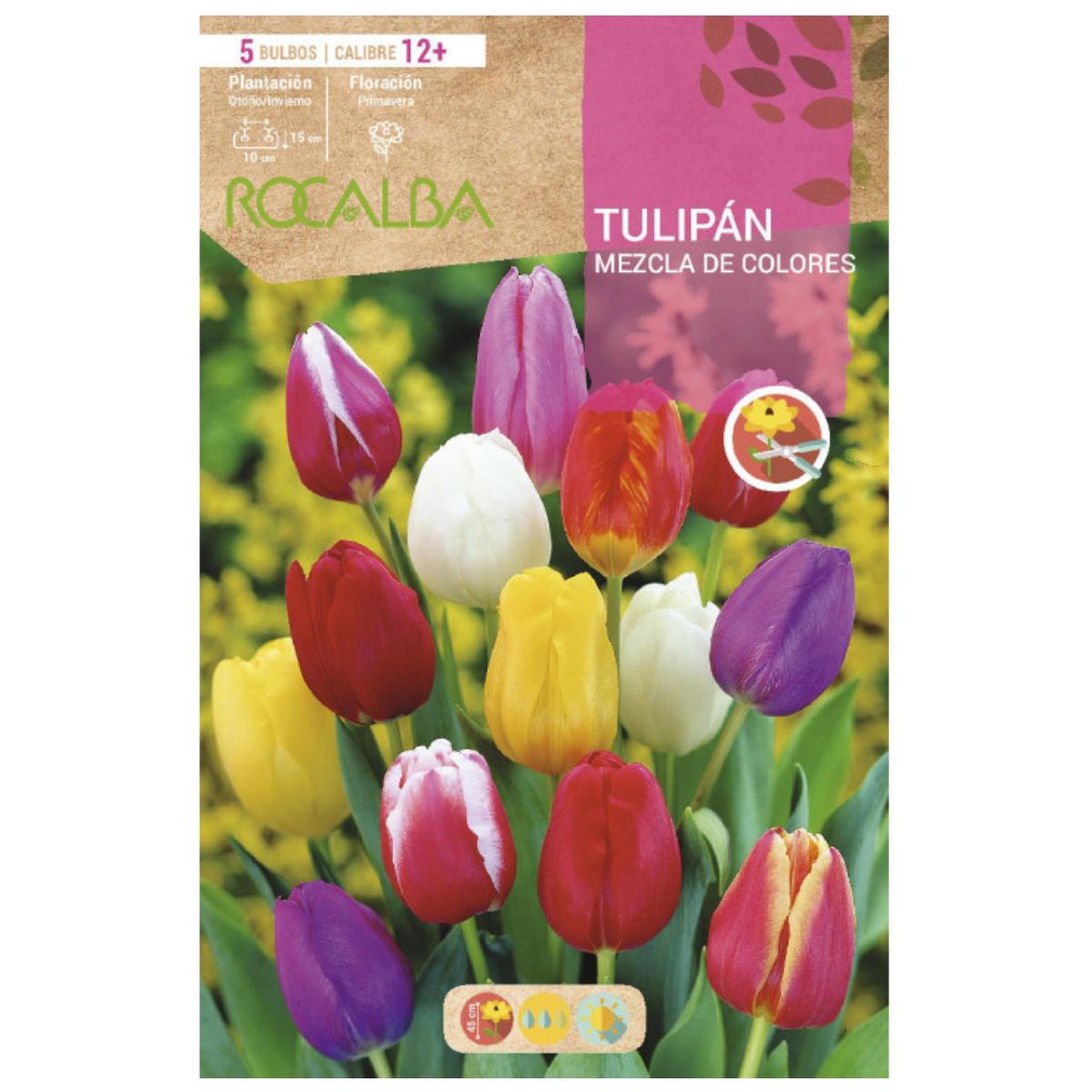 Bulbo de Tulipa 12+ mix 5 unidades Rocalba