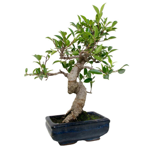 Bonsai Ficus retusa 6 anos