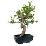 Bonsai Ficus retusa 6 anos