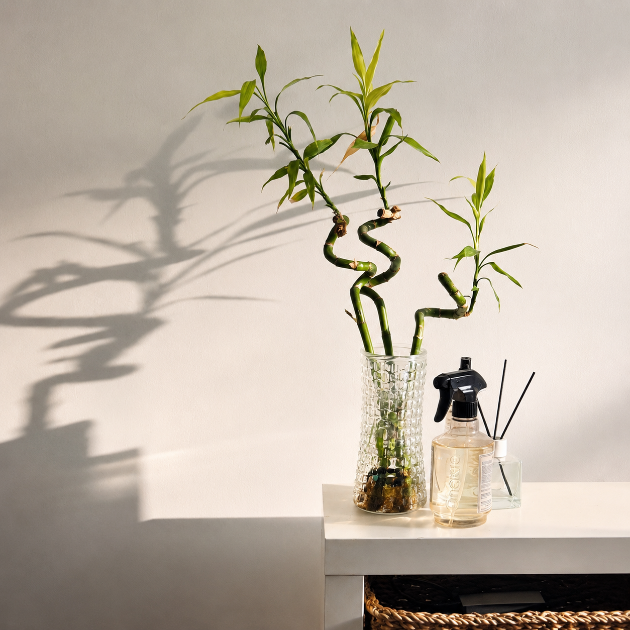 Lucky Bamboo Set De 6 - Dracaena Sanderiana - 40-45 Cm - Planta De Interior_1
