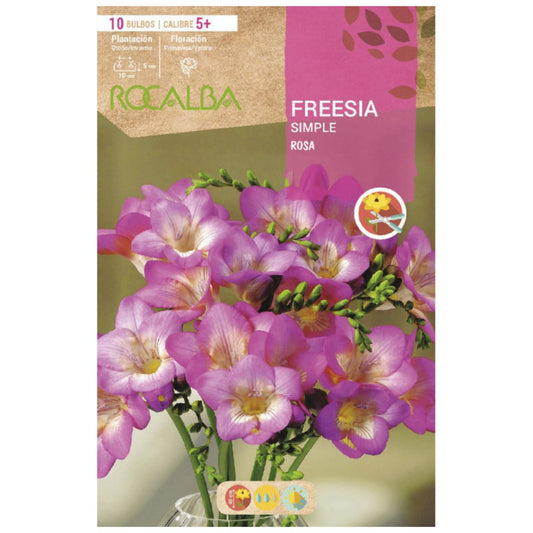 Bolbo único de frésia rosa 10 unidades Rocalba