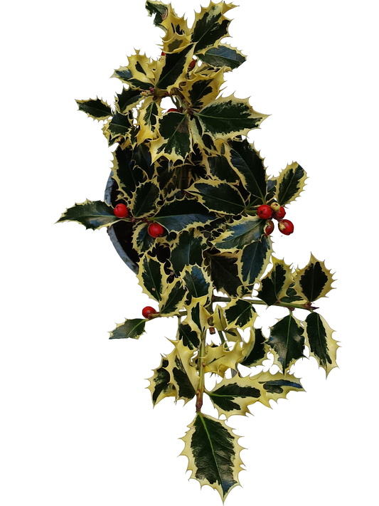 Ilex Acebo Variegataplanta Natural Ø9_0
