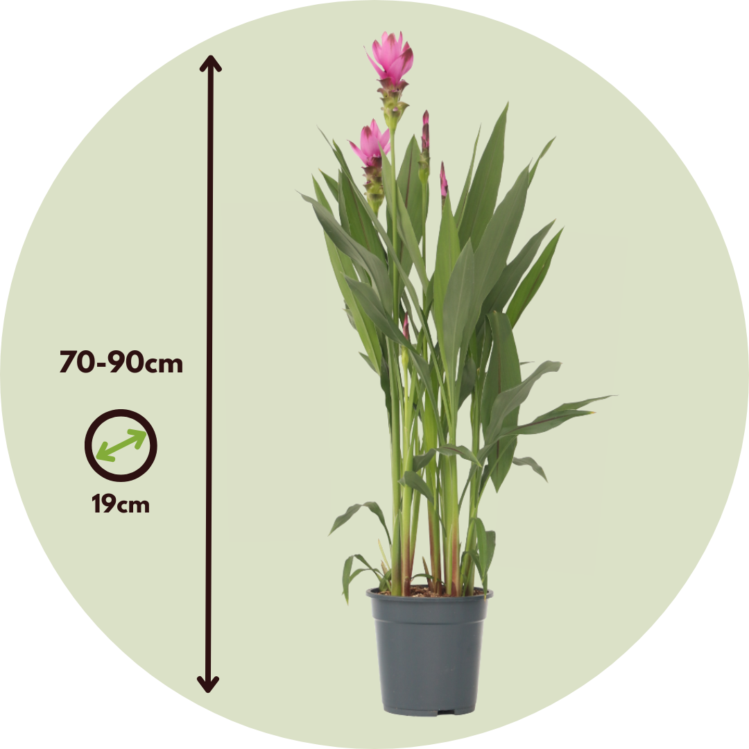 Tulipán De Siam - 2 Pzs - Curcuma 'siam Supreme' - Altura 70-90cm - ⌀19cm_2