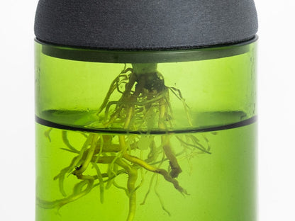 Macetero Transparente Citysens Con Soporte De Ébano – Verde, Vidrio Reutilizado Y Biofilamento De Madera 3d_1